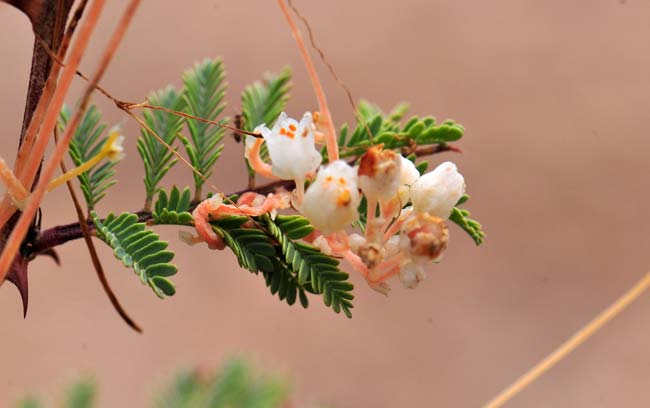 Cuscuta indecora, Bigseed Alfalfa Dodder, Southwest Desert Flora